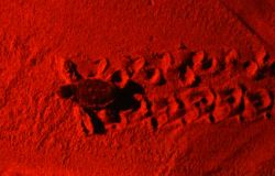 Tartaruga sulla spiaggia