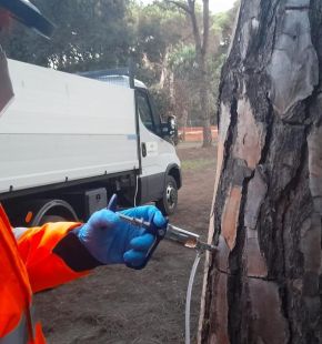 Fregene, emergenza cocciniglia tartaruga, scatta l'allarme per la pineta monumentale Fregene, emergenza cocciniglia tartaruga, scatta l'allarme per la pineta monumentale