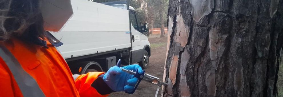 Fregene, emergenza cocciniglia tartaruga, scatta l'allarme per la pineta monumentale Fregene, emergenza cocciniglia tartaruga, scatta l'allarme per la pineta monumentale
