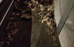 raccolta notturna delle foglie a bordo strada