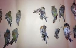 Operazione Pettirosso condotta dai Carabinieri Forestali con l'ausilio della LIPU