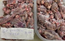 Operazione Pettirosso condotta dai Carabinieri Forestali con l'ausilio della LIPU