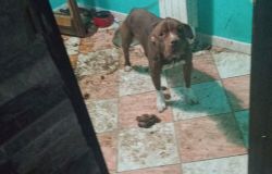 Pitbull legato al termosifone e denutrito, denunciato il padrone
