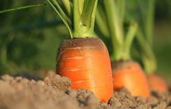 Fiumicino, le carote doc e la food policy gli obiettivi per valorizzare l'agricoltura