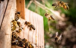 Regali originali di Natale? Adotta un alveare e Polly, una proposta 3Bee