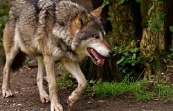 WWF, no a nuovi abbattimenti di lupi