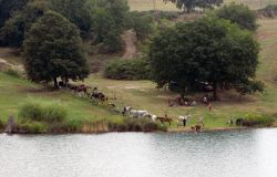 Transumanza Anzio Jenne sesta foto