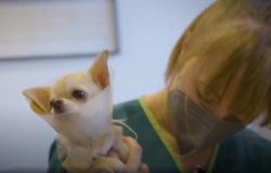 Dog film festival 2021