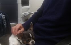 Il cane Chips è tornato in Francia con la sua padrona