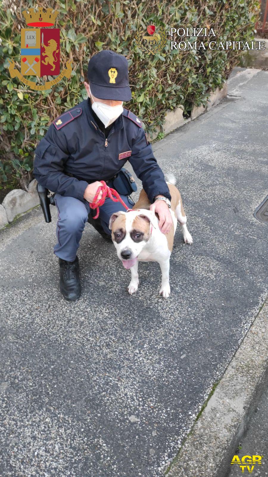 cane salvato polizia cane salvato polizia