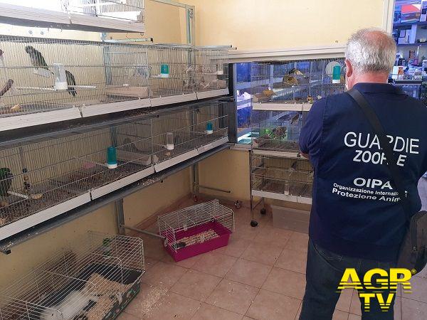 Oipa Guardie Zoofile controllano negozi di animali