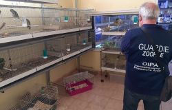 Roma, operazione Pet Shop oltre 140 mila euro di multa ai negozi di animali per illeciti amministrativi