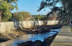 Fiumicino, preoccupa il fiume Arrone, Califano: interrogazione al presidente Rocca per la pulizia dell'alveo