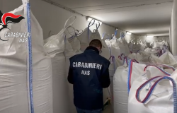 eseguito maxi sequestro di avena presso un mulino della Val Sangone