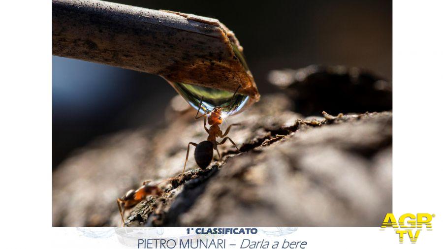 Obietttivo acqua la formica che si disseta la foto vincitrice di Pietro Munari