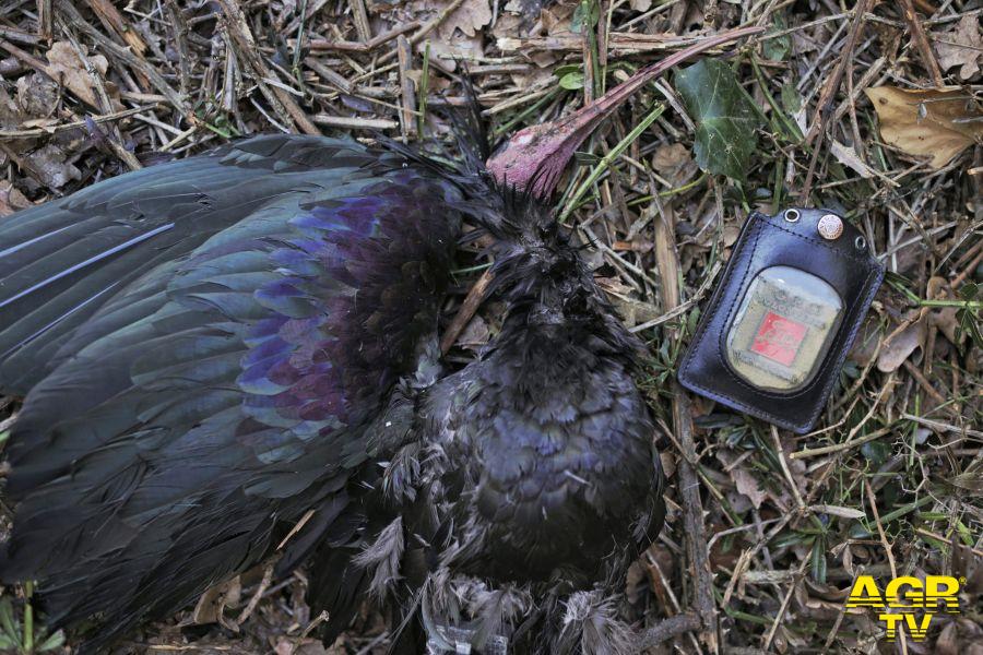 Bracconaggio: Roma, ucciso un rarissimo ibis eremita