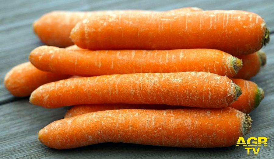 carote di Maccarese