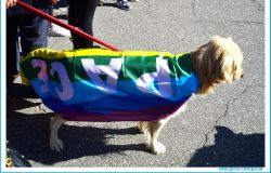 manifestazione per la pace al pontile cane ricoperto con la bandiera della pace foto Rampolla