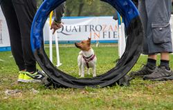 Roma, da domani arriva Quattrozampeinfiera: cani e padroni per una due giorni insieme