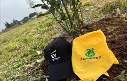 Legambiente e EY pianteranno 100 alberature tra Roma e Milano