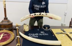Maxisequestro d'avorio dei Carabinieri al Mercanteinfiera di Parma