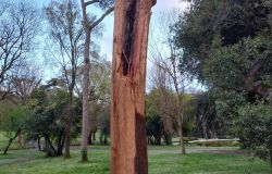 Roma, Villa Borghese un fulmine centra un albero, i rami feriscono una donna