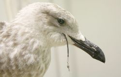 Stopbycatch, la Lipu: fermare le catture accidentali di uccelli marini ed altre specie