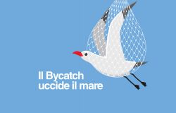 bycatch uccide il mare locandina lipu