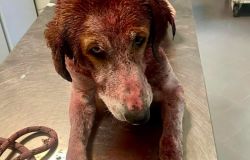 Marconi, cane aggredito al canile comunale: la Lista Calenda segnala il tardivo intervento del veterinario convenzionato