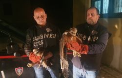 Porto Emedocle, operazione antibracconaggio, sequestrati due esemplari di Aquila fasciata
