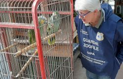 Tre pappagalli, appartenenti a specie protette, sono stati sequestrati in un negozio dalle Guardie Zoofile