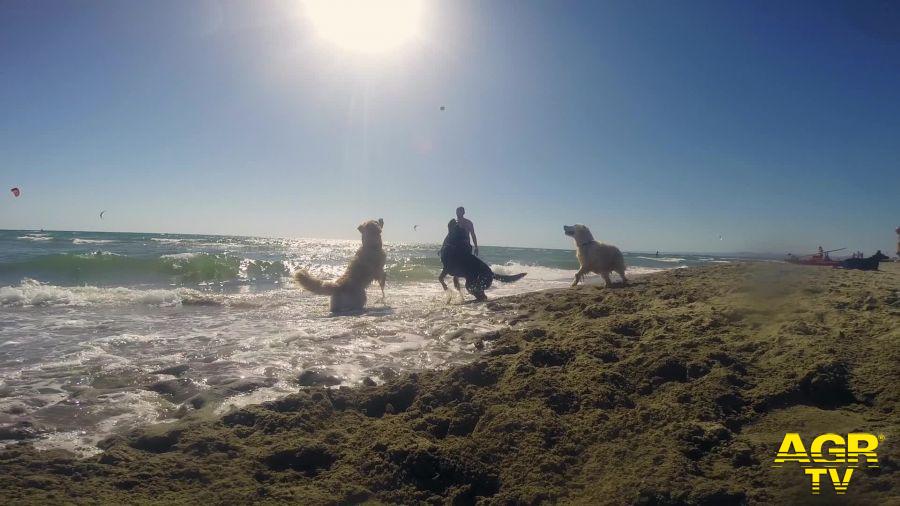Baubeach cani liberi di giocare sulla spiaggia