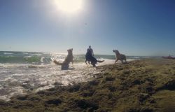 Maccarese, Baubeach riapre il 14 maggio, la prima spiaggia per cani liberi e felici