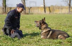 carabinieri cinofili il conduttore con Bayla