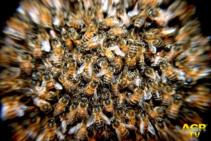 api in un alveare