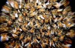 Maccarese, una giornata dedicata alle api