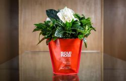 Bentornata GARDENSIA, fermiamo la sclerosi multipla con un fiore