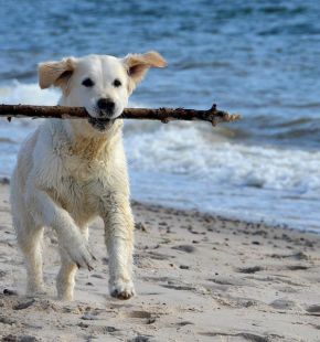 Il telefono AIDAA.... per i diritti dei cani in spiaggia
