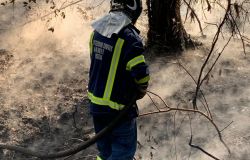 Castelfusano di nuovo in fiamme, incendio doloso stamane all'alba