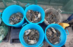Prato- Sequestrati 120 kg di granchi in una pescheria in via Pistoiese