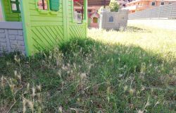 asilo nido il pagliaccetto esterno erba alta