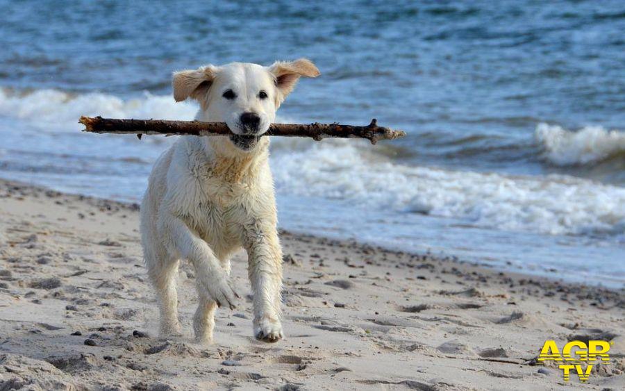 cane in spiaggia gioca con il padrone