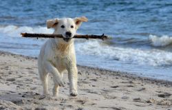 In spiaggia con il cane....come, dove e quando?