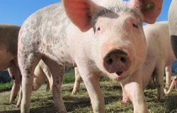 Peste suina, fattoria degli ultimi, sospesi dal TAR gli abbattimenti di maiali e cinghiali fino al 18 agosto,