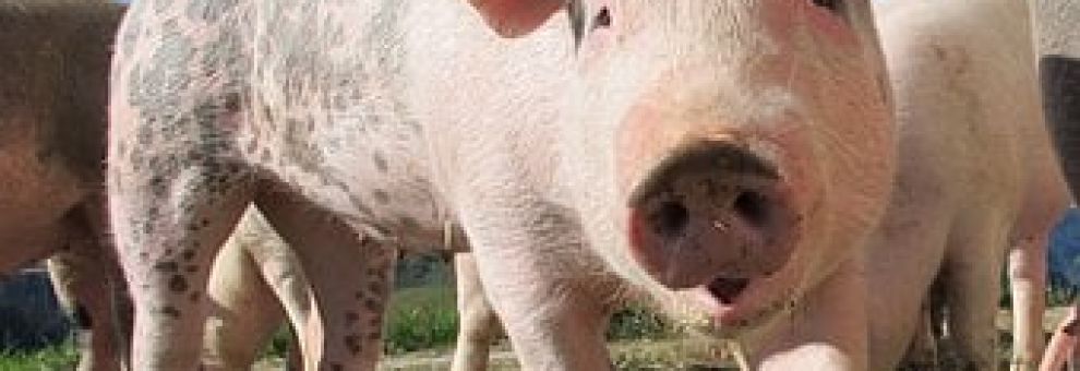 Peste suina, Sfattoria degl ultimi, sospesi dal TAR gli abbattimenti di maiali e cinghiali fino al 18 agosto,