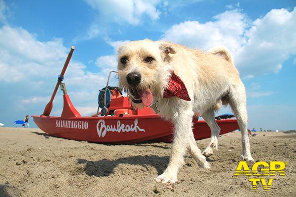 Maccarese, apre la spiaggia per cani Baubeach, quest'anno festeggia il venticinquennale