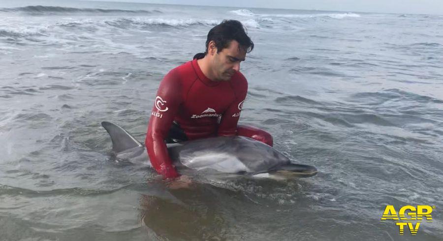tecniche di assistenza per delfini spiaggiati