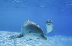 delfini nuotano liberi