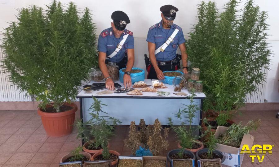 carabinieri le piante di marjuana sequestrate