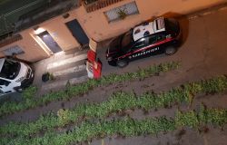 Roma, mega-piantagione di marjuana sulla Cassia, due arresti e sequestrate 429 piante